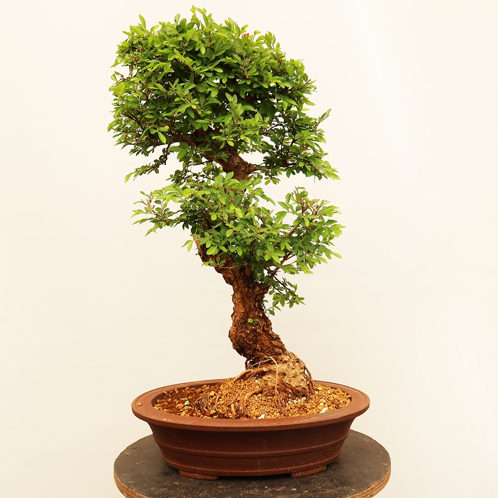 Bonsaï d'extérieur - Zelkova - Zelkova NIRE