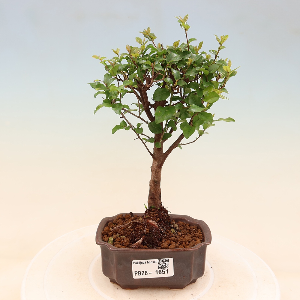 Bonsaï de chambre - Sageretia thea - Sageretia thea