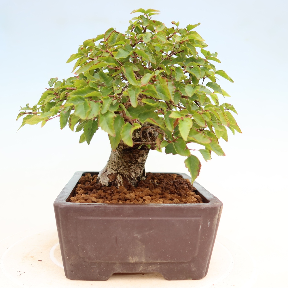 Bonsaï d'extérieur -Carpinus Coreana - Charme de Corée