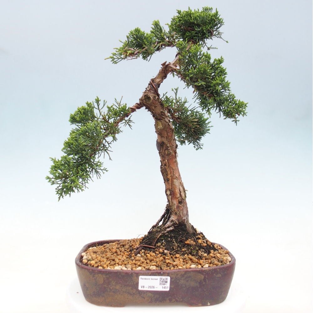 Bonsaï d'extérieur - Juniperus chinensis Kishu