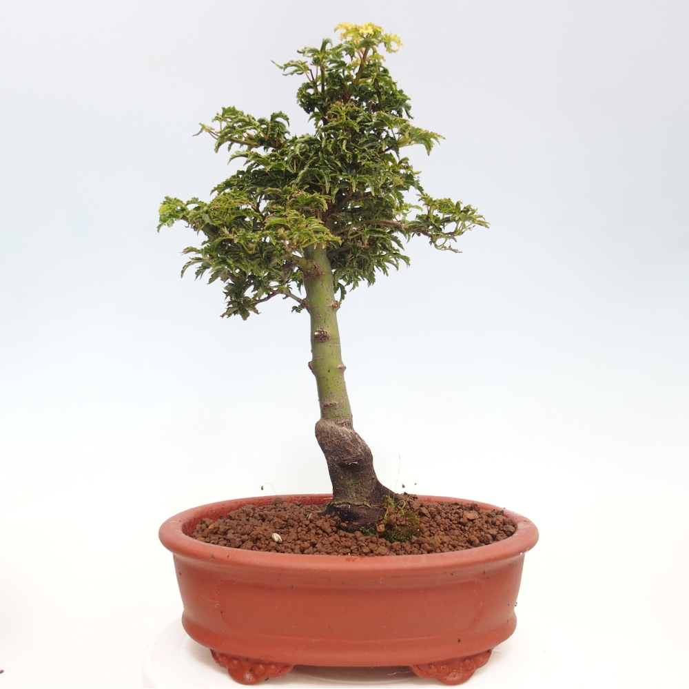 Bonsaï d'extérieur -Javor palm Acer palmatum Shishigashira