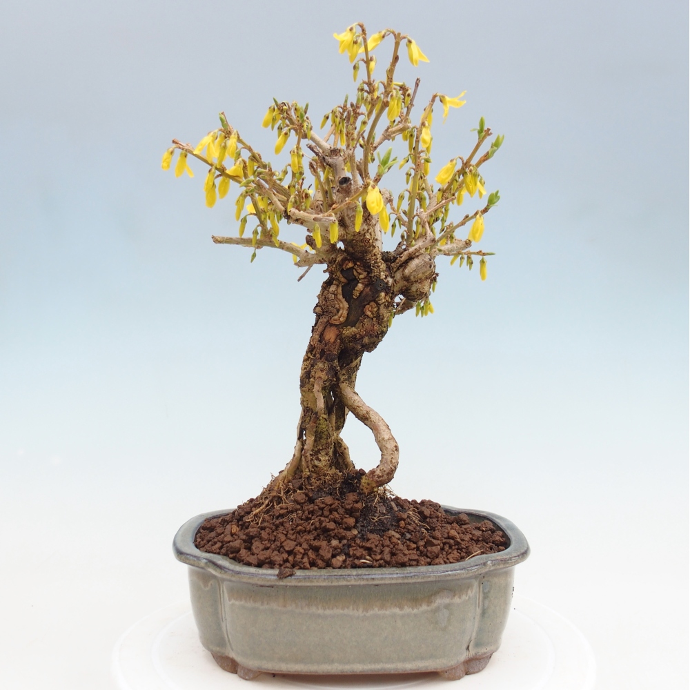 Bonsaï d'extérieur - Zlatice - Forsythia koreana