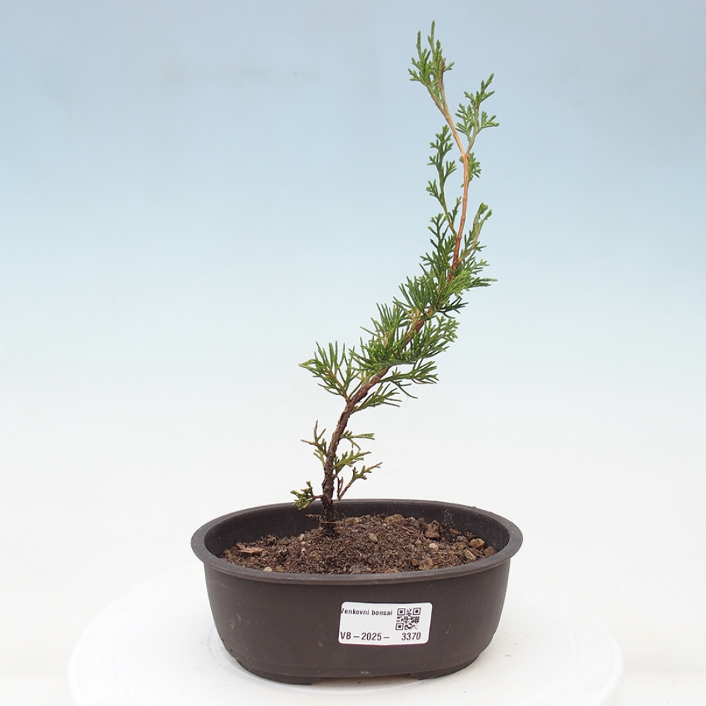 Bonsaï d'extérieur - Juniperus chinensis Itoigawa