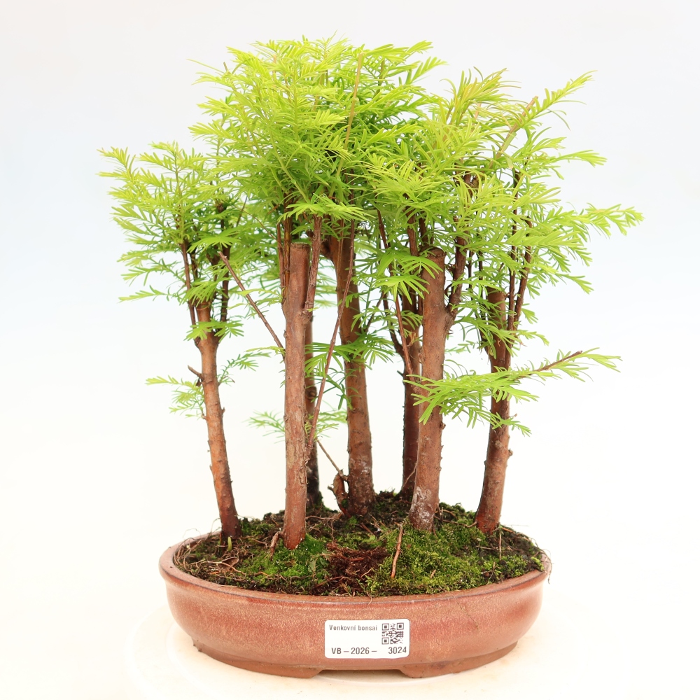 Bonsaï d'extérieur - Metasequoia glyptostroboides - Métaséquoia de Chine - petit bosquet