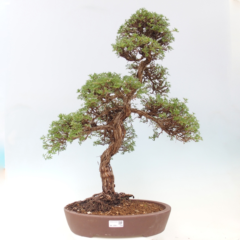 Bonsaï d'extérieur - Potentila fruticosa