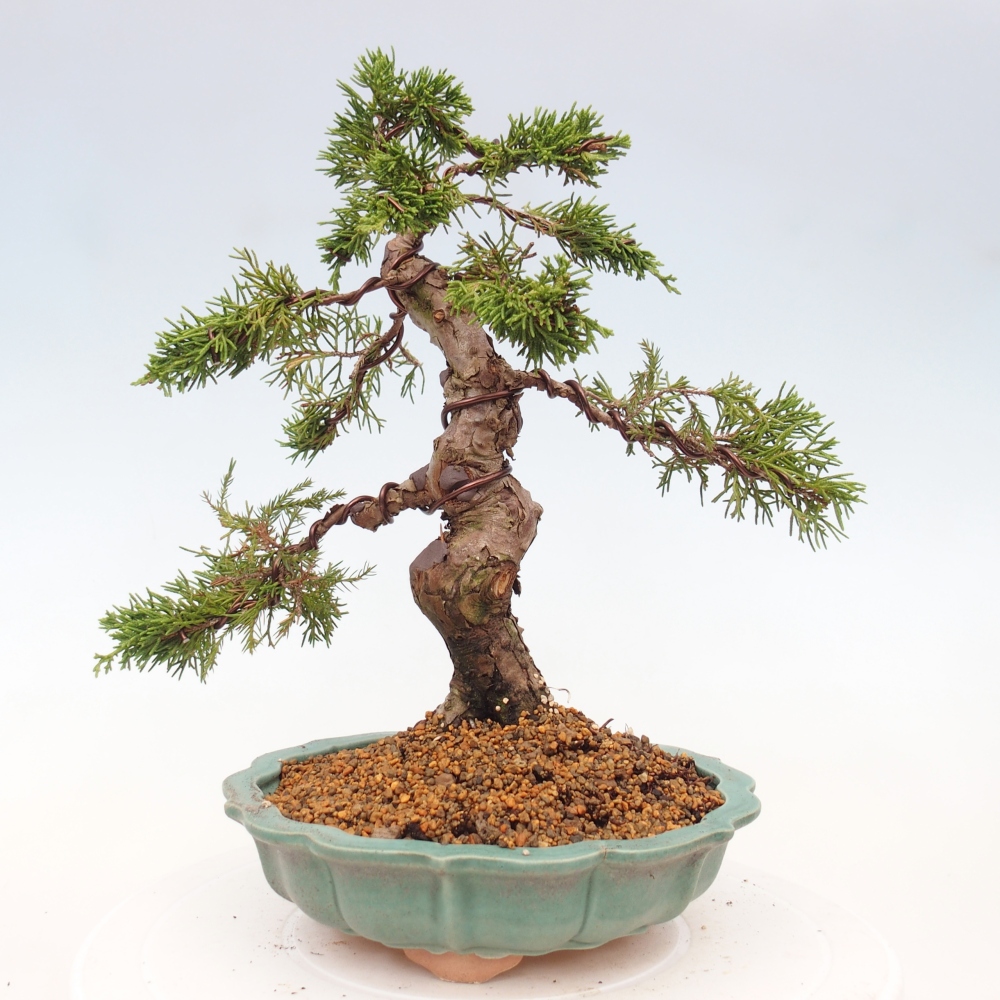 Bonsaï d'extérieur - Juniperus chinensis Itoigawa