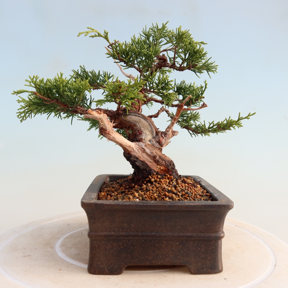 Bonsaï d'extérieur - Juniperus chinensis Itoigawa