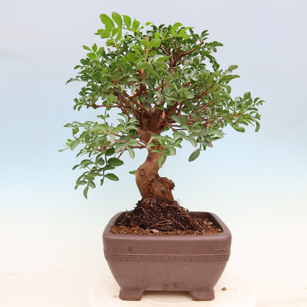 Bonsaï d'intérieur - Pistacia lentiscus - Pistachier