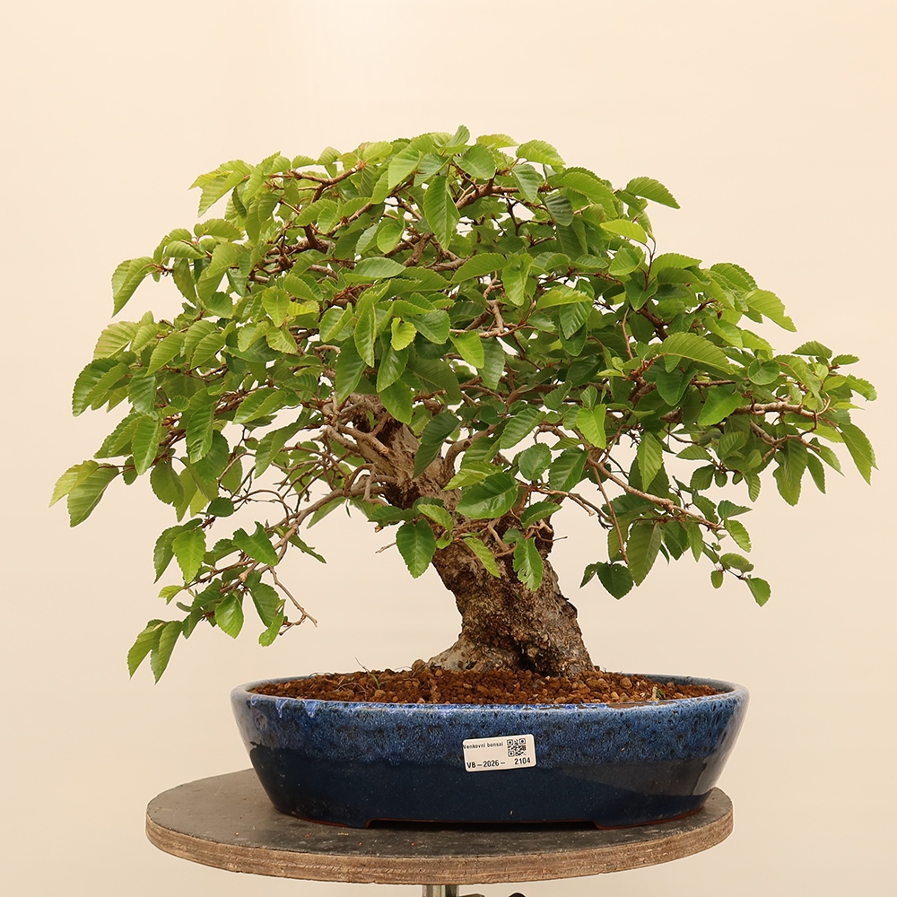 Bonsaï d'extérieur -Carpinus Coreana - Charme de Corée