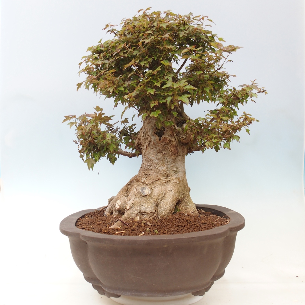 Bonsaï d'extérieur - Acer Buergerianum - Burger Maple