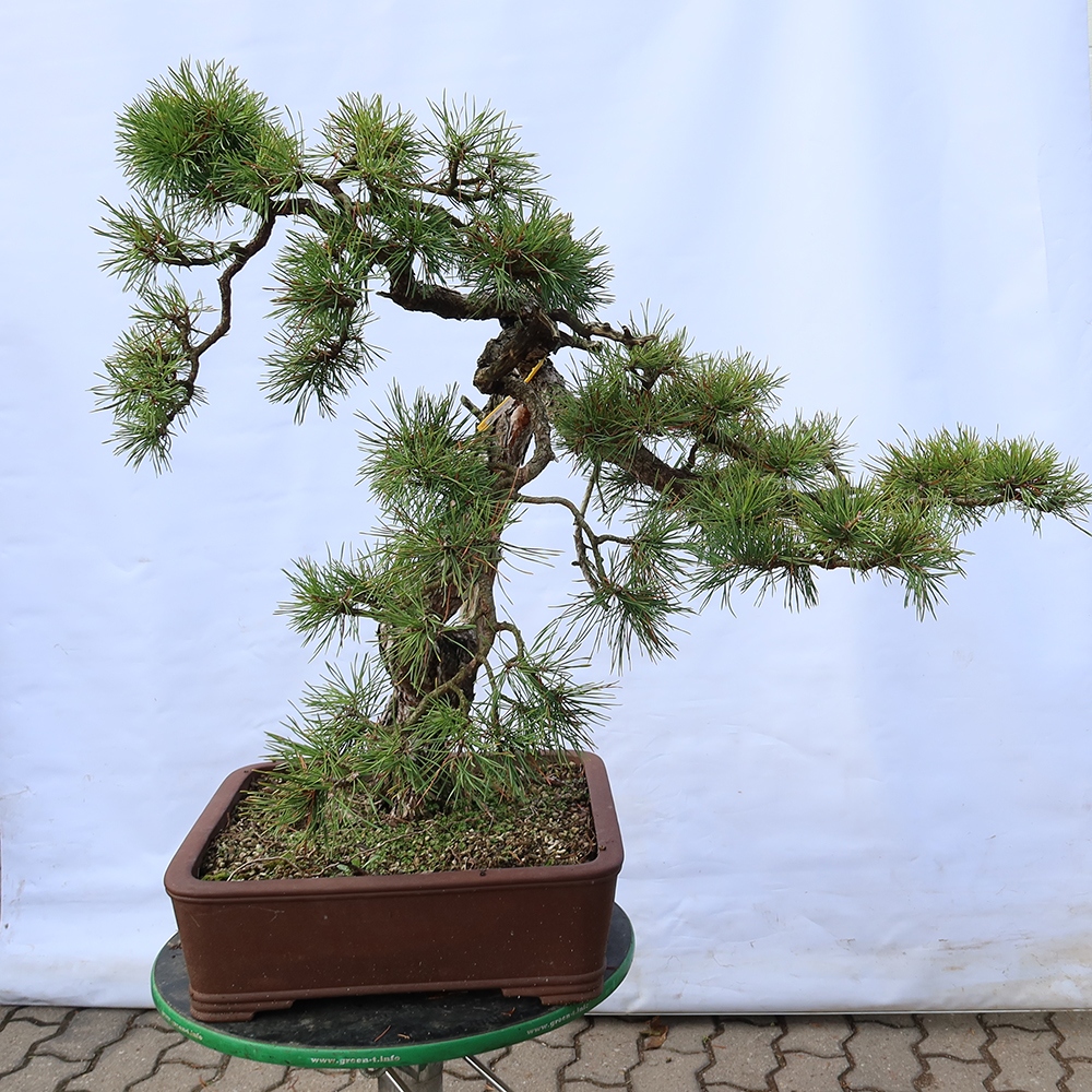 Pinus sylvestris Espagne - pin sylvestre