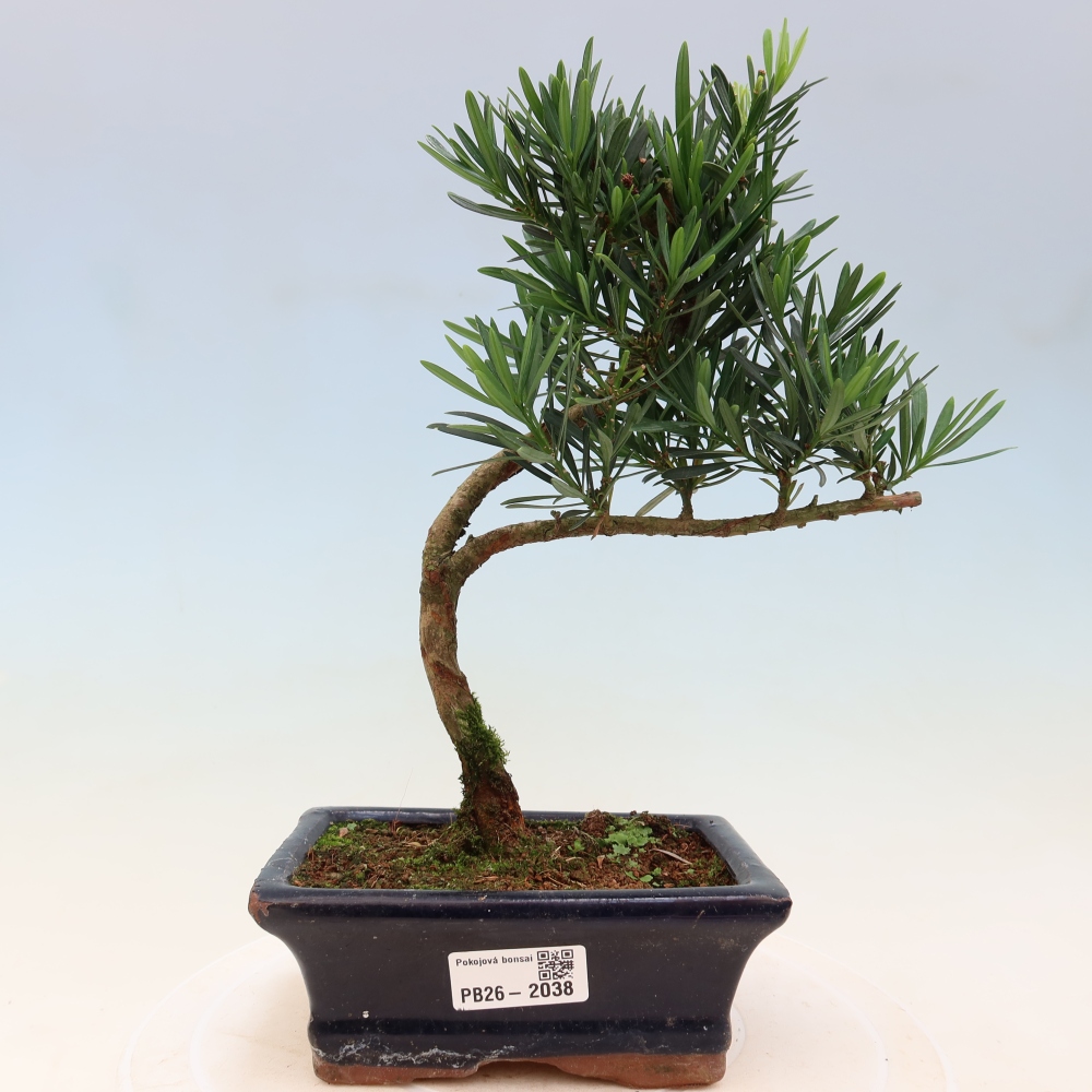 Salle bonsaï - Podocarpus - If en pierre