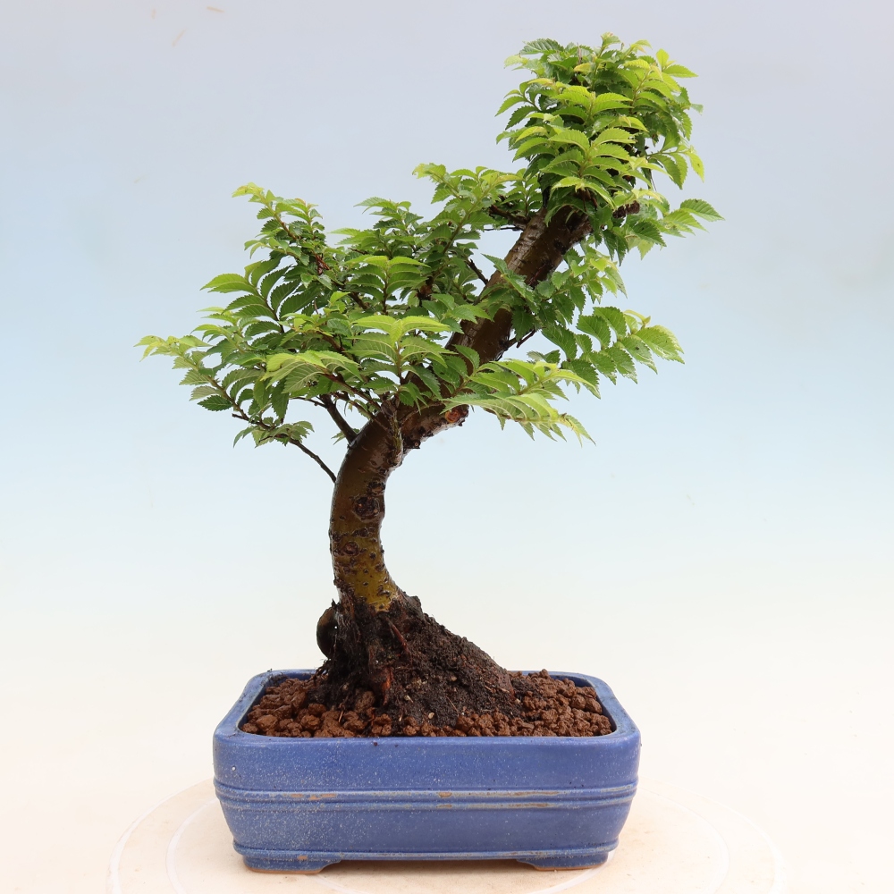 Bonsaï d'extérieur - Ulmus Jacqueline Hillier - Orme magnifique