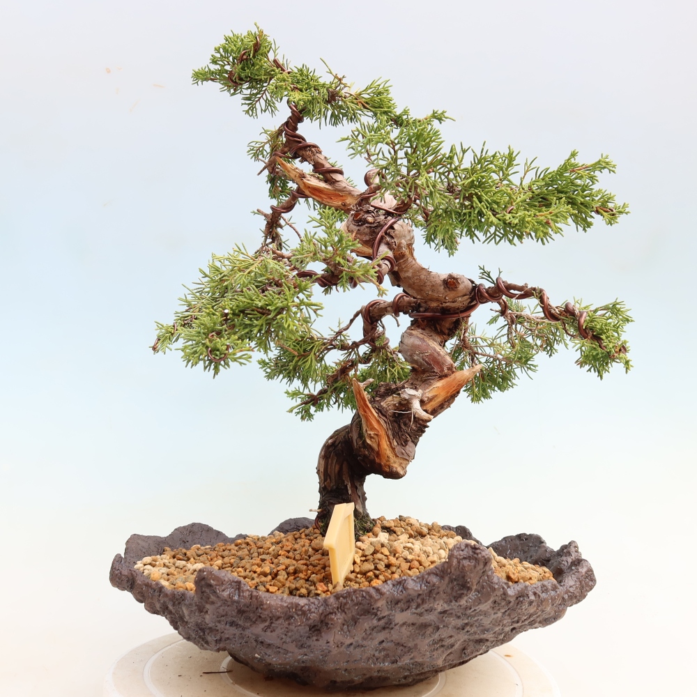Bonsaï d'extérieur - Juniperus chinensis Itoigawa-Juniperus chinensis