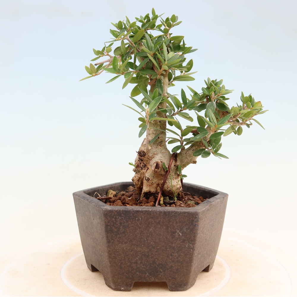 Bonsaï d'intérieur - Olea europaea sylvestris