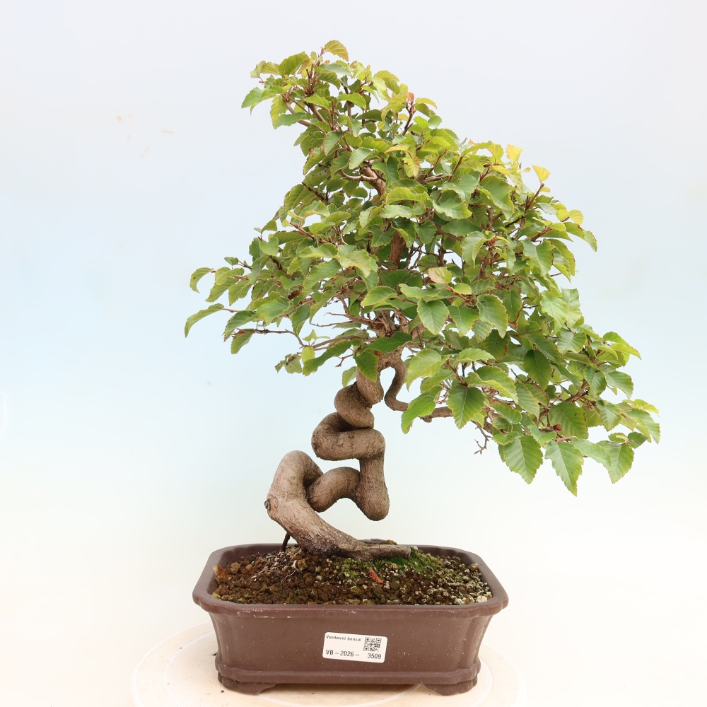 Bonsaï d'extérieur -Carpinus CARPINOIDES - Charme de Corée