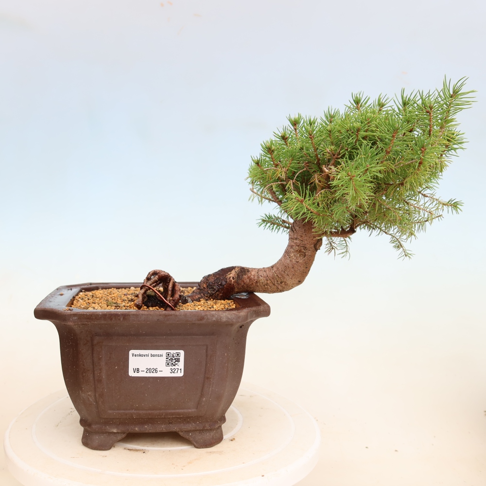 Bonsaï d'extérieur - Épicéa - Picea glauca globe