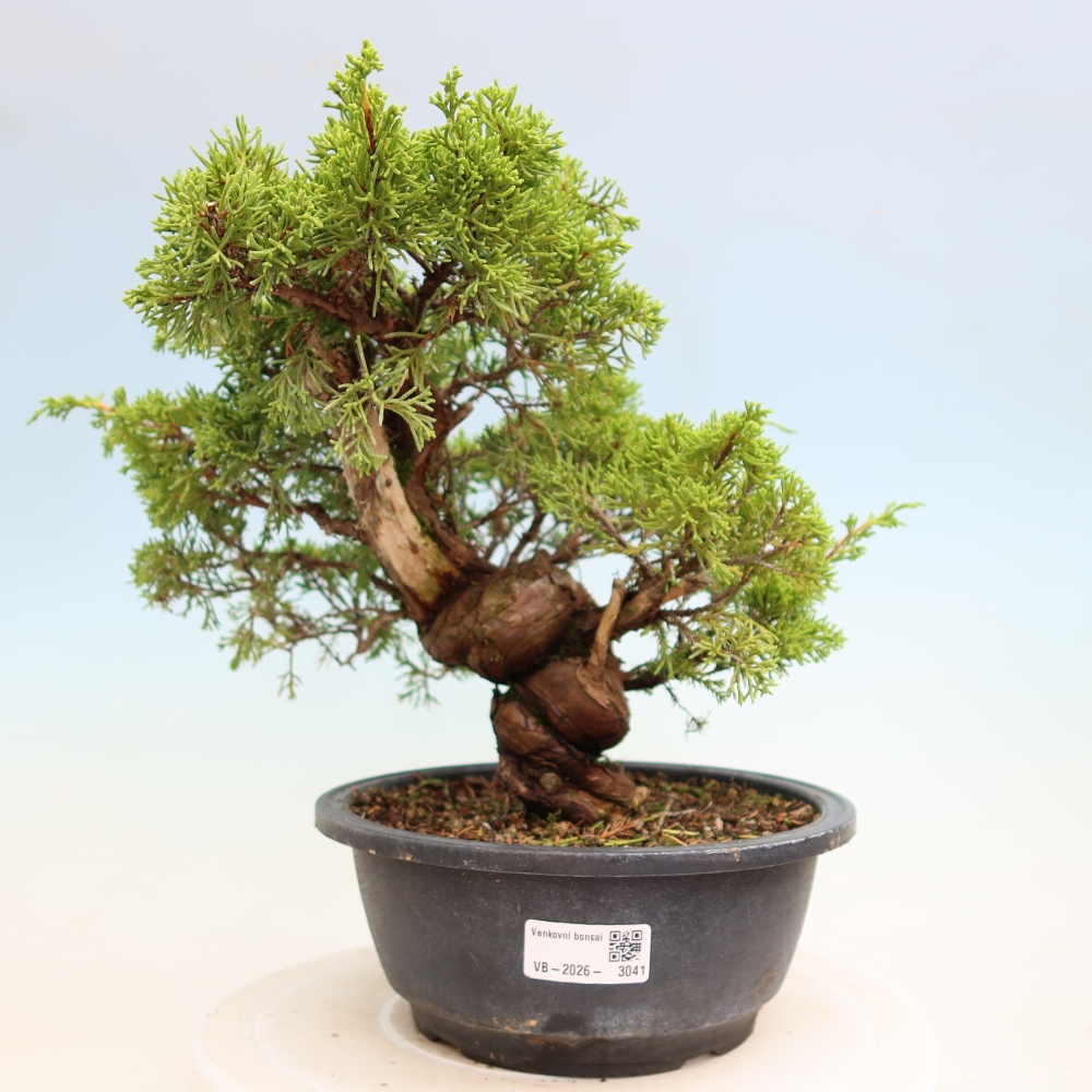 Bonsaï d'extérieur - Juniperus chinensis Itoigawa-Juniperus chinensis