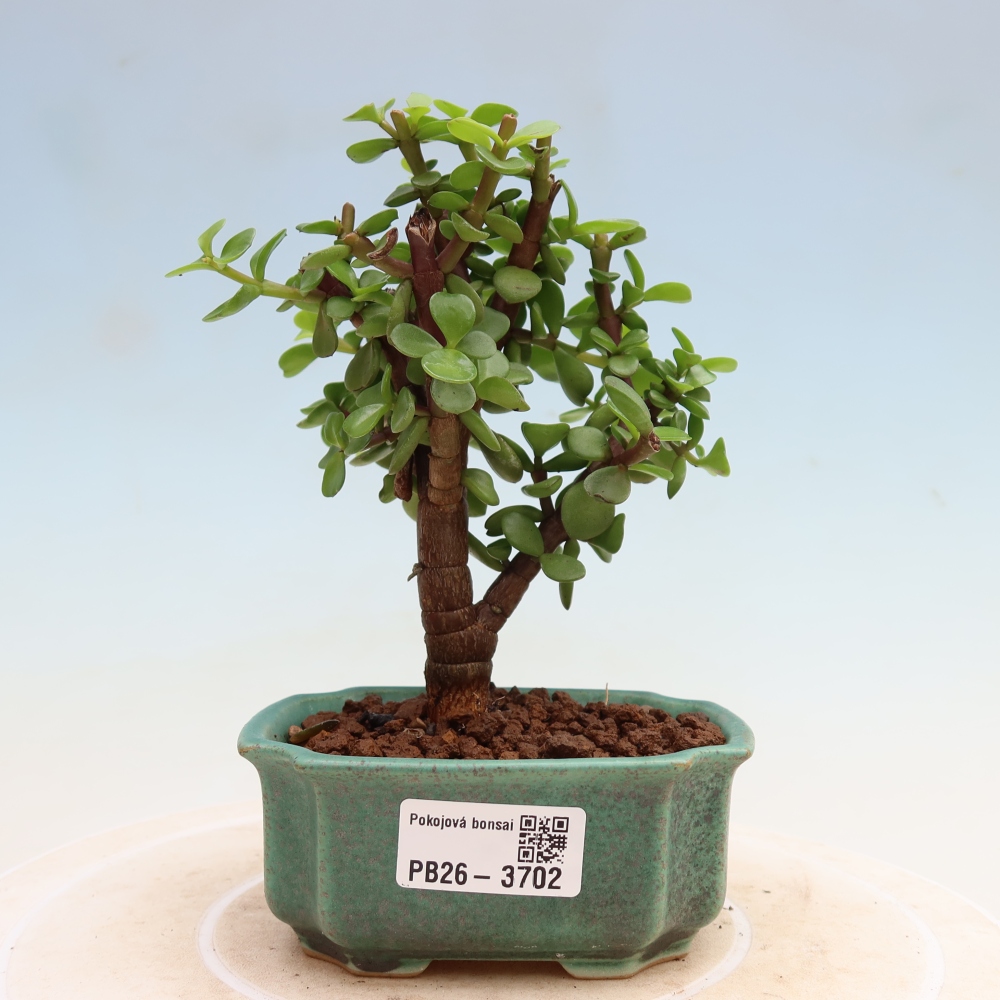 Bonsaï de chambre - Portulakaria Afra - Tlustice