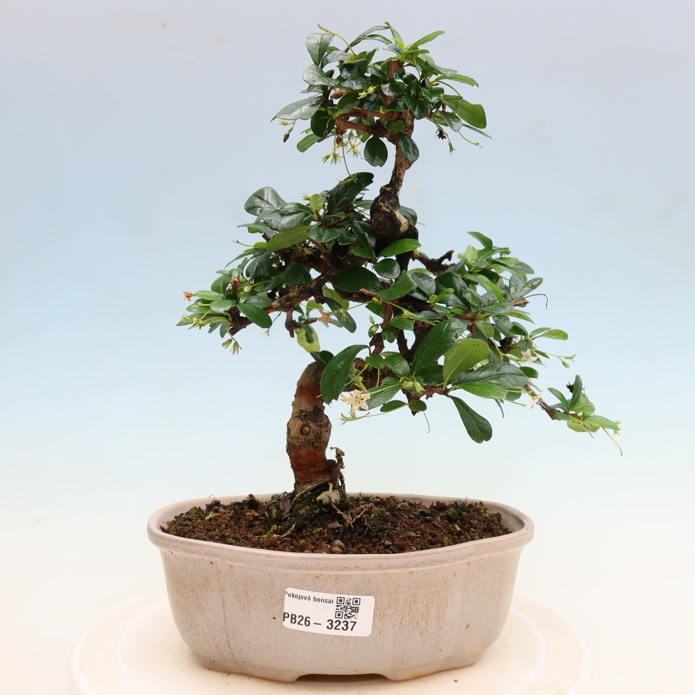Bonsaï de chambre - Carmona macrophylla - Tea fuki