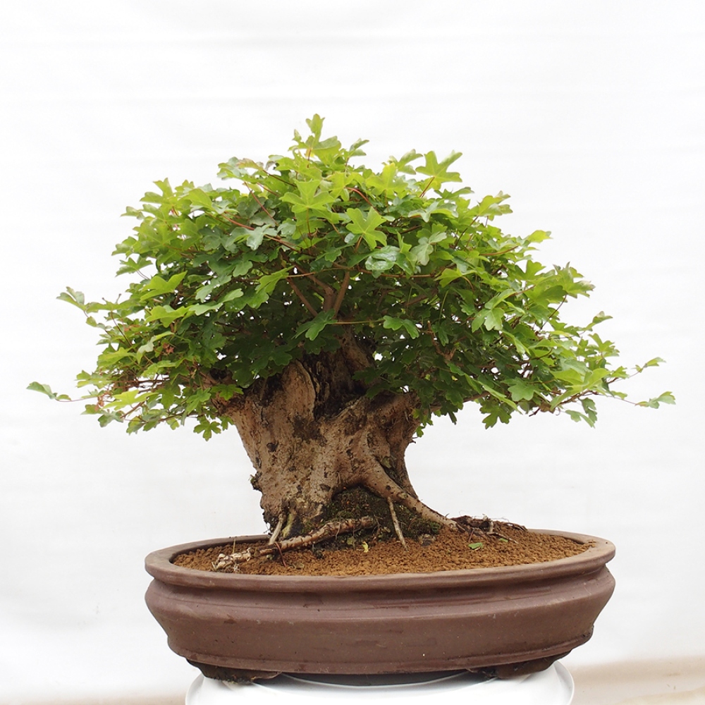 Bonsaï d'extérieur - Acer Campestre - Maple babyka