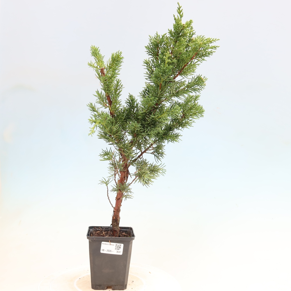 Bonsaï d'extérieur - Juniperus chinensis Kishu