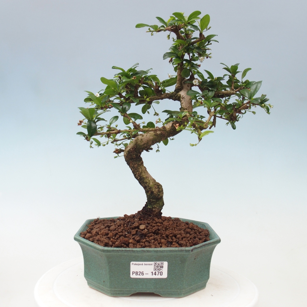 Bonsaï de chambre - Carmona macrophylla - Tea fuki