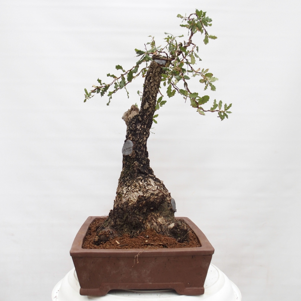 Yamadori - Quercus Ilex - Chêne vert