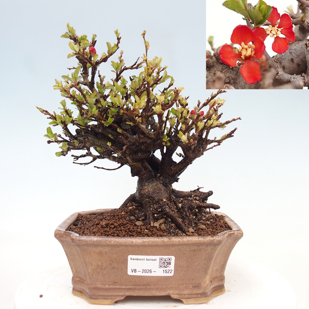 Bonsaï d'extérieur - Chaneomeles speciosa - Coing