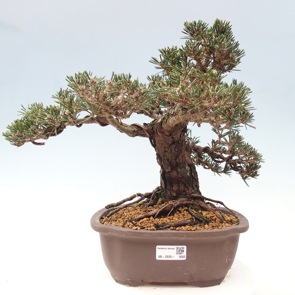 Bonsaï d'extérieur - Pinus thunbergii Kotobuki - Pin de Thunberg