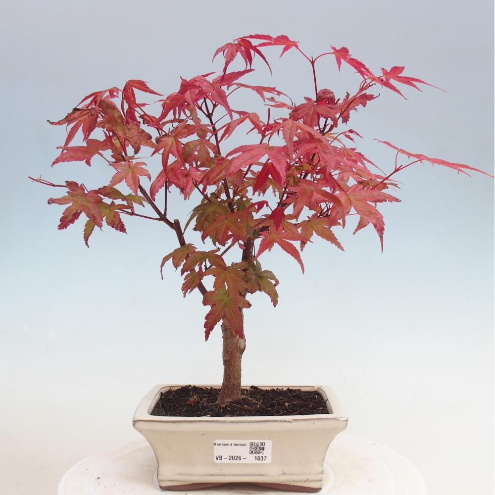 Bonsaï d'extérieur - Acer palmatum DESHOJO