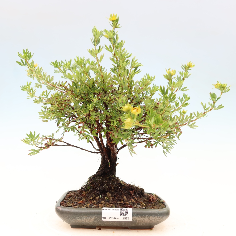 Bonsaï d'extérieur - Potentila fruticosa