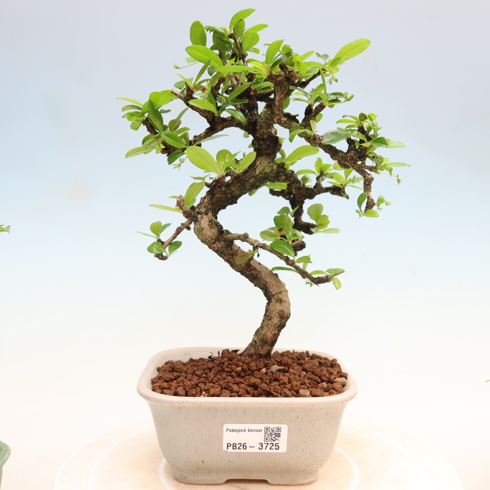 Bonsaï de chambre - Carmona macrophylla - Tea fuki