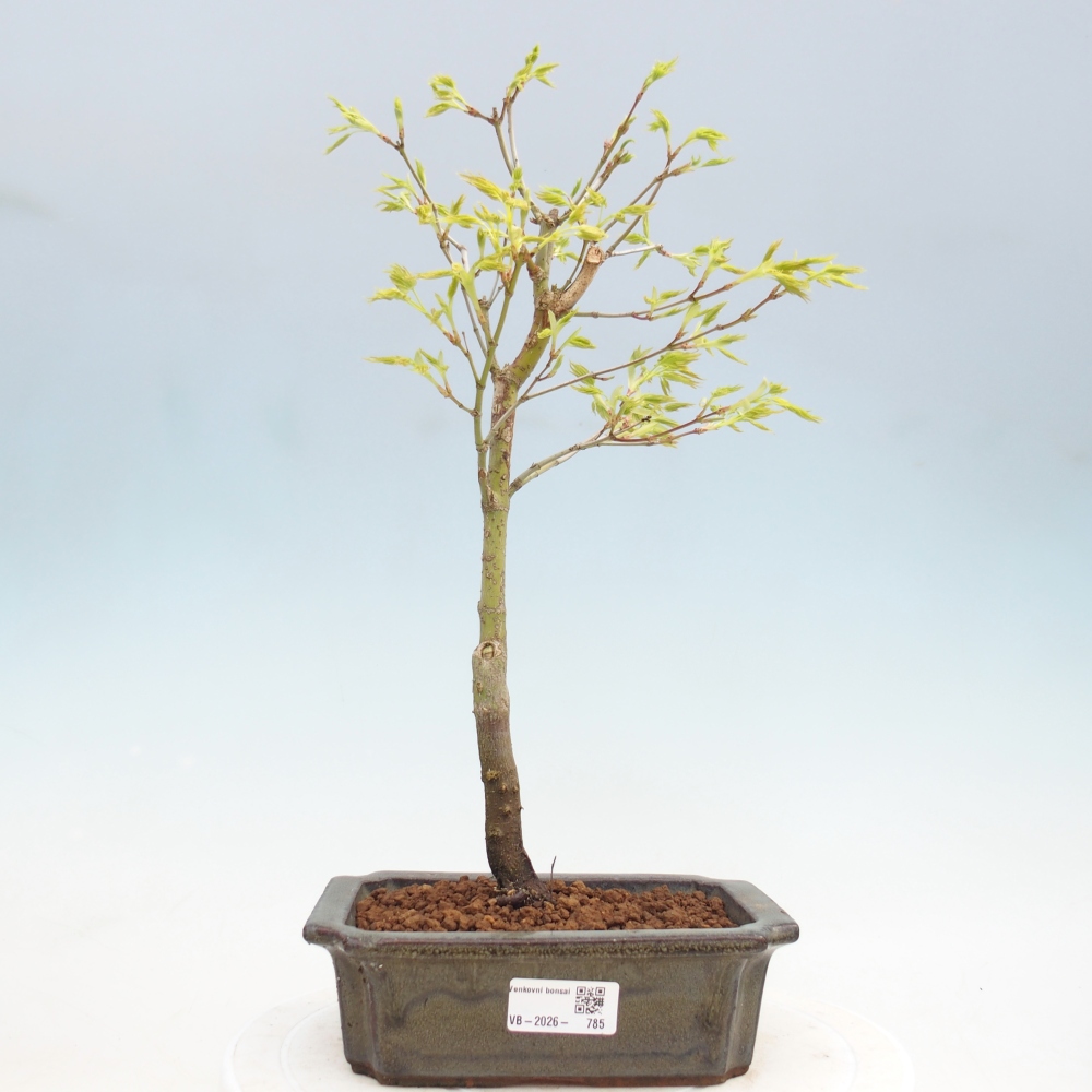 Acer palmatum Aureum - Érable doré