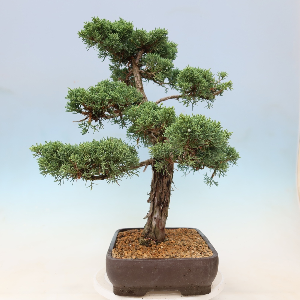 Bonsaï d'extérieur - Juniperus chinensis Kishu