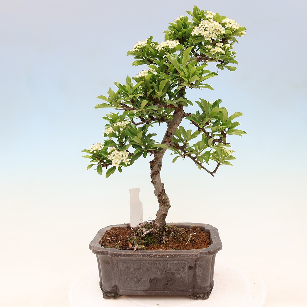Bonsaï d'extérieur - Pyracantha teton - Pyracantha écarlate