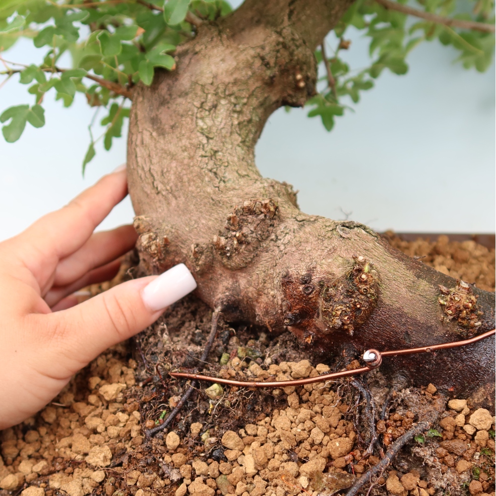 Bonsaï d'extérieur -Javor babyka - Acer campestre