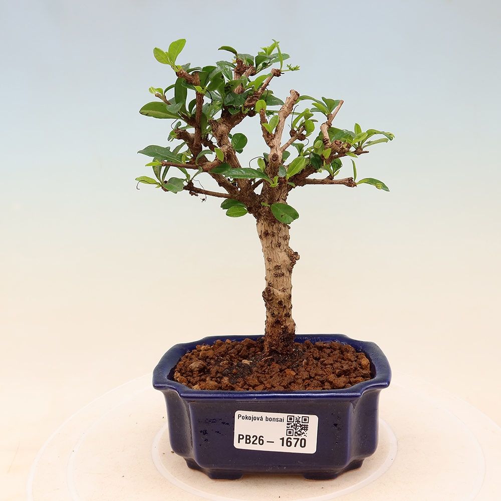 Bonsaï de chambre - Carmona macrophylla - Tea fuki