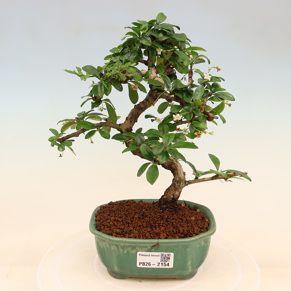 Bonsaï de chambre - Carmona macrophylla - Tea fuki