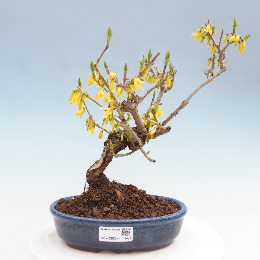 Bonsaï d'extérieur - Zlatice - Forsythia koreana
