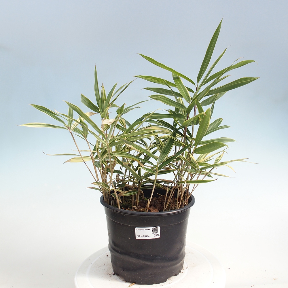 Bonsaï d'extérieur - Sasaella masamuneana Albostriata - Bambou