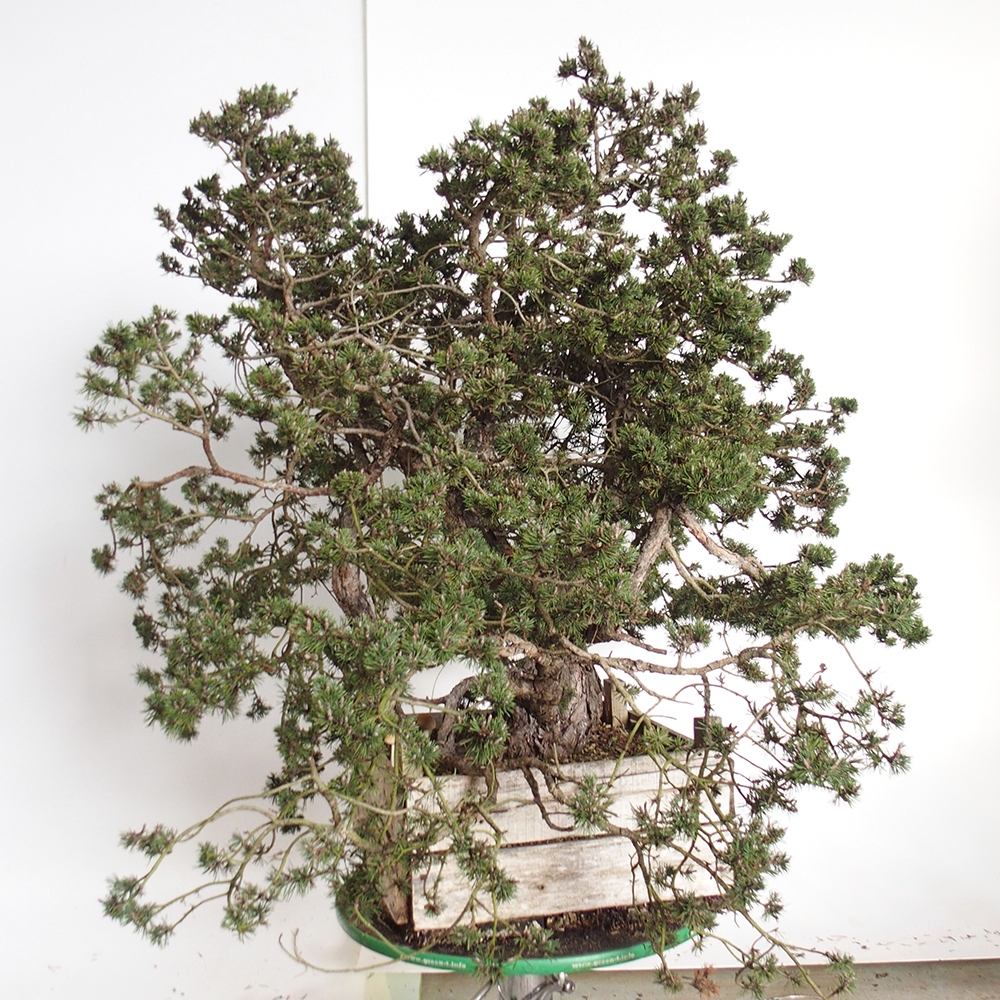 Yamadori - Pinus sylvestris Espagne