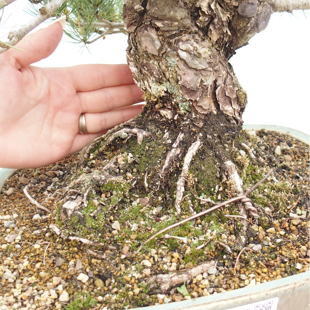 Bonsaï d'extérieur - Pinus parviflora - Pinus parviflora
