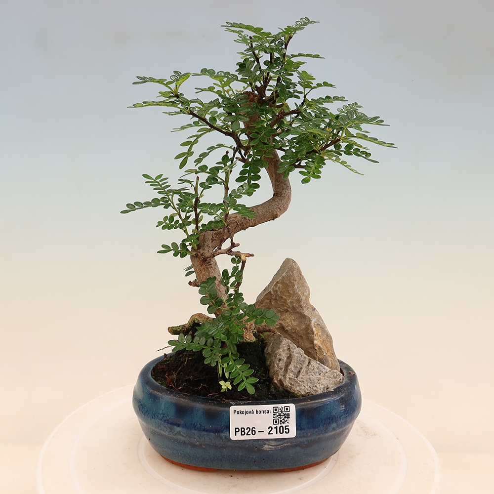 Salle bonsaï - Zantoxylum piperitum - arbre à poivre