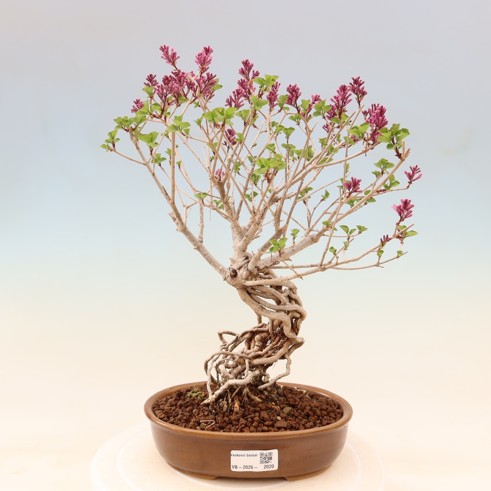 Bonsaï d'extérieur - Syringa microphylla - lilas à petites fleurs