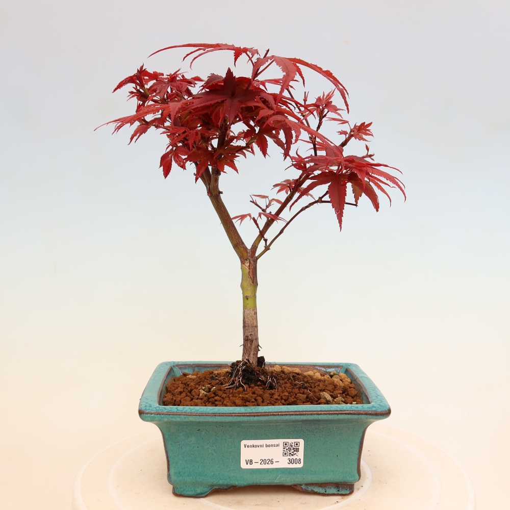 Bonsaï d'extérieur - Érable palmatum  - Acer palmatum Berry Broom 