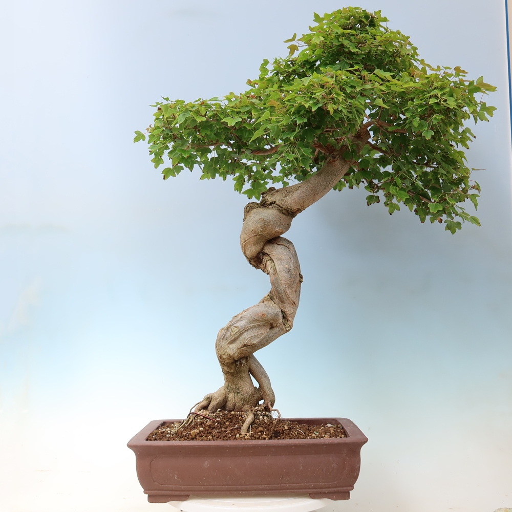 Bonsaï d'extérieur - Acer Buergerianum - Burger Maple