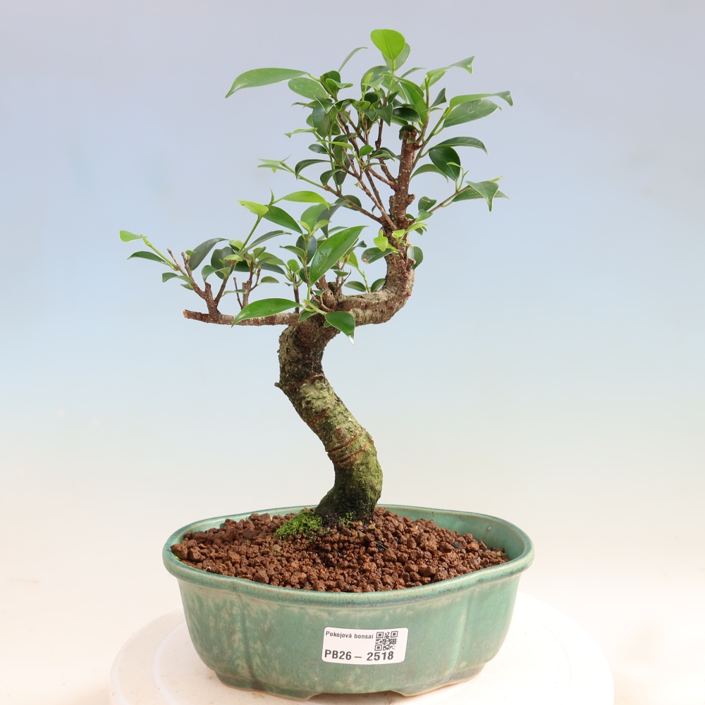 Salle bonsaï - Ficus retusa - ficus à petites feuilles