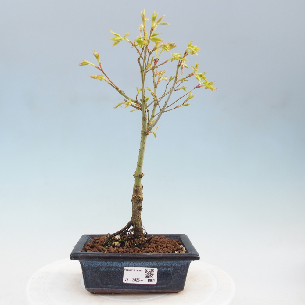 Acer palmatum Aureum - Érable doré