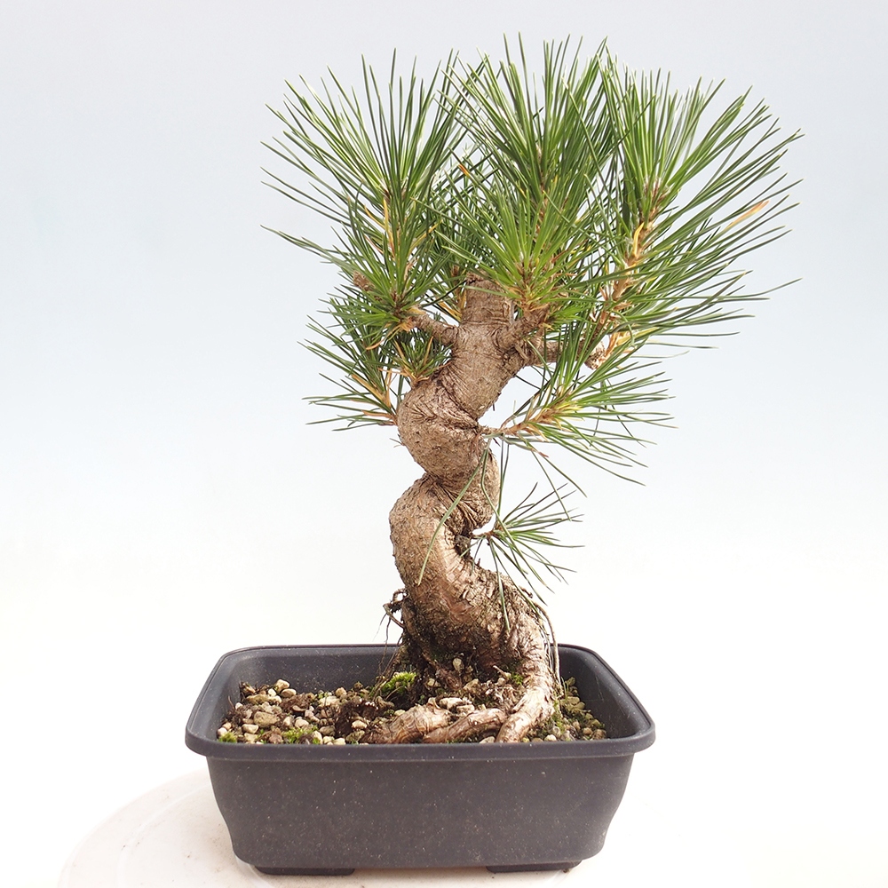 Bonsaï d'extérieur - Pinus thunbergii - Pin de Thunberg